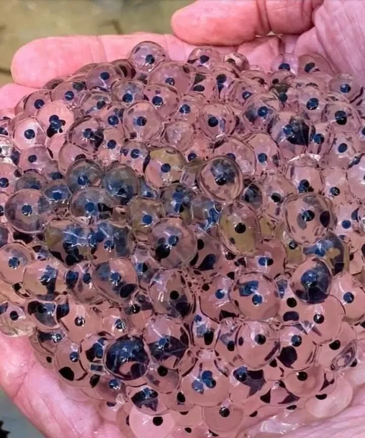 A farmer inspects tiny eggs found in his field after a rain.