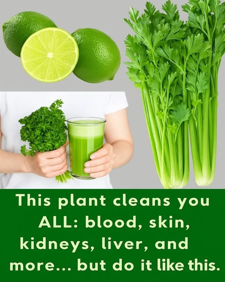 Discover the plant that, in just one dose, purifies your blood, regenerates your skin, and thoroughly cleanses your kidneys, liver, and pancreas... but be careful: it only works if you use it this way...