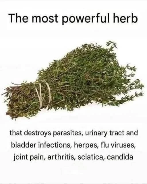 The most potent herb for combating parasites and infections naturally.