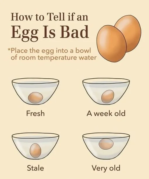 Checking eggs freshness with the float test for determining bad eggs.