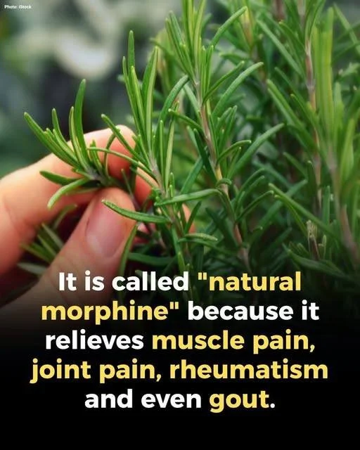 Person providing a title for translation assistance